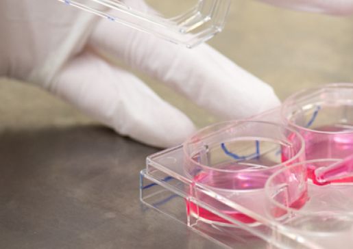 cell culture